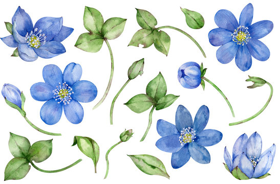 Watercolor collection of blue spring flowers hepatica isolated on white background. Hand-drawn floral set.