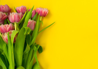 Pink tulips on a yellow background. March 8th, Happy Women's Day. The concept of spring. There is a place for text.