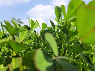 Fenugreek plant in field.green Fenugreek field. green methi.Methi leaves or fenugreek leaves.Fresh Green Fenugreek Leaves .