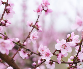 Fototapeta na wymiar Delicate pink flowers on peach and plum branches in the spring garden. Floral gentle art background.