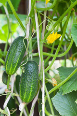 Summer gardening. Young juicy green cucumbers ripen on an open vegetable-bed in kitchen garden. Growing dietary organic foods. Green vegetal background. Close-up