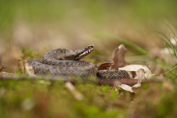 Female of European viper Vipera berus in Czech Republic