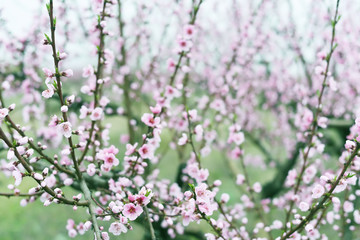 Delicate pink flowers on peach and plum branches in the spring garden. Floral gentle art background.