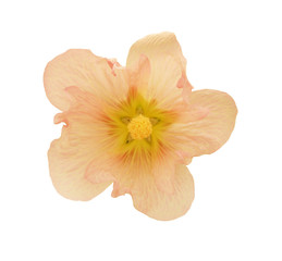 Fototapeta na wymiar Peach mallow flower