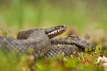Female of European viper Vipera berus in Czech Republic