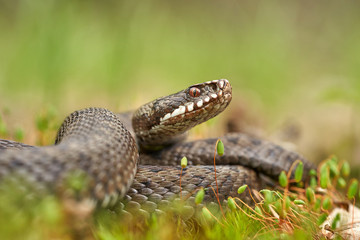 Female of European viper Vipera berus in Czech Republic