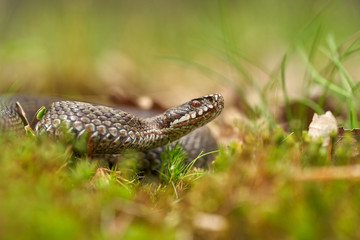 Female of European viper Vipera berus in Czech Republic