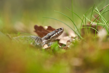 Female of European viper Vipera berus in Czech Republic