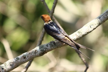 Lesser striped swallow in Tanzania, Lake Victoria