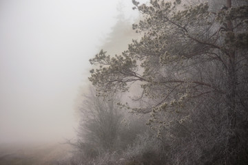 Fototapeta na wymiar Bavarian Winter Foggy Forest