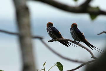 Lesser striped swallow in Tanzania, Lake Victoria