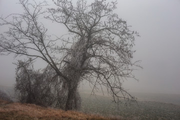 Obraz na płótnie Canvas Bavarian Winter Foggy Forest