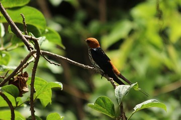 Lesser striped swallow in Tanzania, Lake Victoria