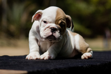 Cute French Bulldog Puppy