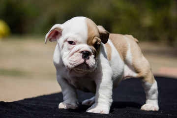 Cute French Bulldog Puppy