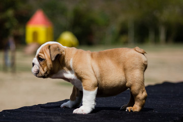 Cute French Bulldog Puppy