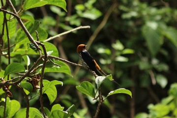 Lesser striped swallow in Tanzania, Lake Victoria
