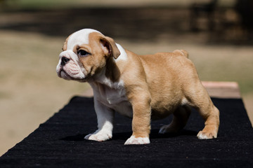 Cute French Bulldog Puppy