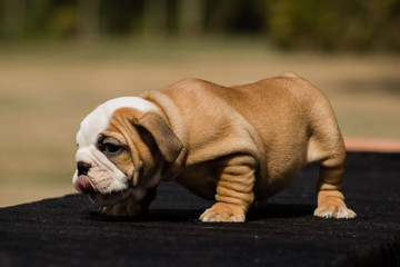 Cute French Bulldog Puppy