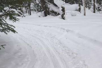 road in the winter forest, ski track for skiers