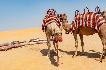 Deserto Dubai