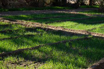 Fototapeta na wymiar Fields with irrigation channels in the Figuig oasis in eastern Morocco