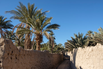 Path between adobe walls in the fields of the Figuig oasis in eastern Morocco
