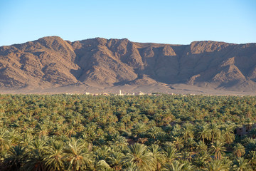 Panoramic view of the palm grove of the Figuig oasis in eastern Morocco