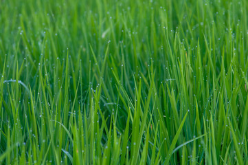 Rice plant , grass plant is abundant with fresh water droplets