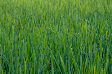 Rice plant , grass plant is abundant with fresh water droplets