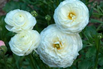 Sydney Australia, white ranunculus flowers in garden