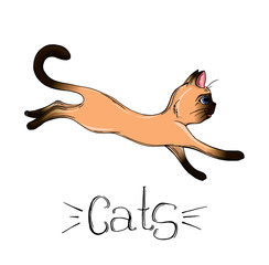 Vector drawing of a Siamese cat. cartoon cat