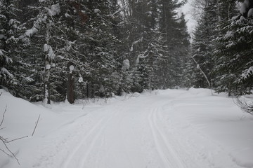 road in the winter forest, ski track for skiers
