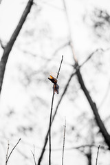 Bushfire life sprouting 