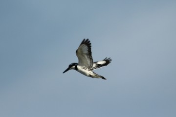 Kingfisher in Tanzania, Lake Victoria