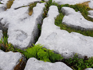 Detail karst area in the west of Ireland. Rocky ground. Burren 