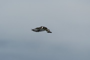 Kingfisher in Tanzania, Lake Victoria