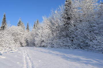 road in the winter forest, ski track for skiers