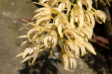 Sydney Australia, yellow flowering Dendrobium speciosum  or Sydney rock orchid
