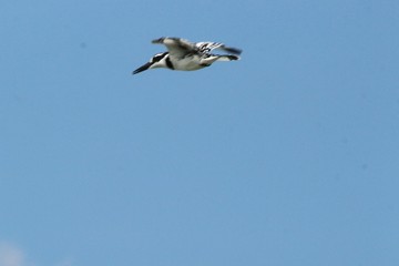Kingfisher in Tanzania, Lake Victoria