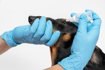 Veterinary instills a therapeutic drop in the eyes of a  dachshund dog on a white background