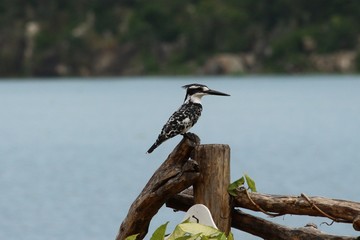 Kingfisher in Tanzania, Lake Victoria