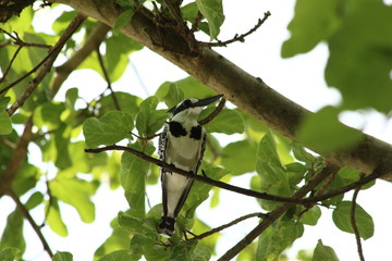Kingfisher in Tanzania, Lake Victoria