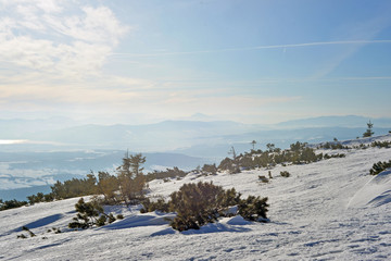winter landscape with trees and blue sky