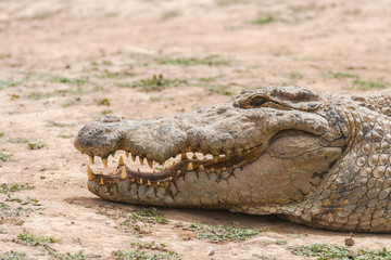 Close-up profile of an african crocodile head (crocodylus succhus) which is considered as sacred in Bazoulé, Burkina Faso, West Africa.