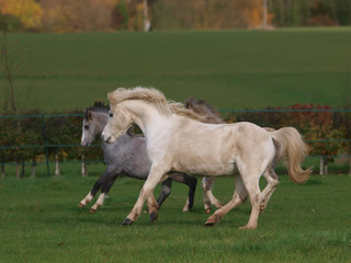 Obraz premium Two Young Ponies