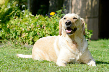 dog labrador lying on meadow  in the garden