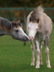 Two Young Ponies