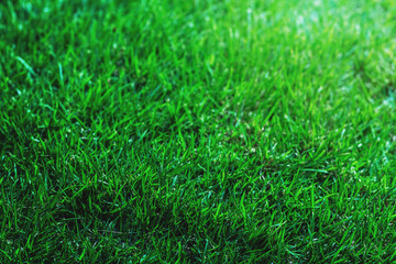 The texture of green grass for the background