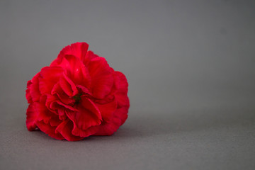 red flower on a gray background